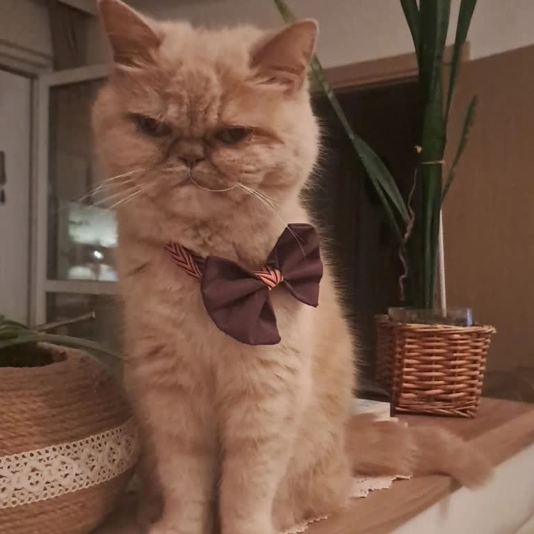 Hero Veteriner Bile Bile Bir Cana Bir De Paraya