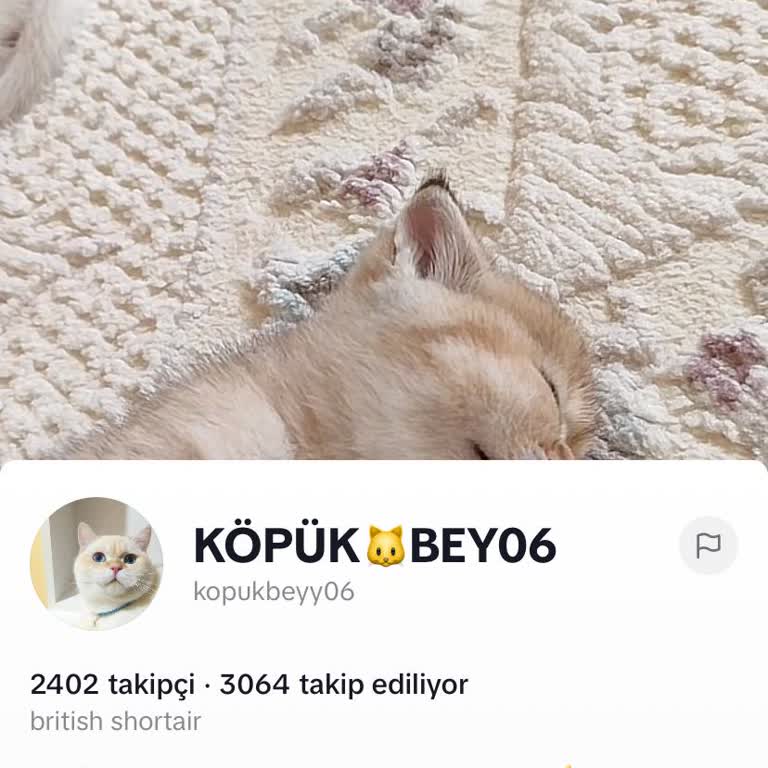 TikTok Üzerinden Hayvan Ticareti Yapılıyor