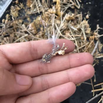 Saklı Doğa (Saklidoga.com.tr) Kuş Tüyü İçerikli Civanperçemi!