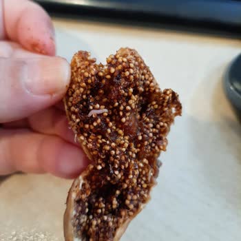 Migros'tan Aldığım Kuru İncirler Kurtlu Çıktı