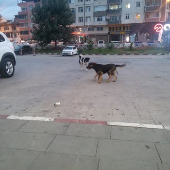 Obilet Golden Karadeniz Otobüs Saati Bile Tutmuyor