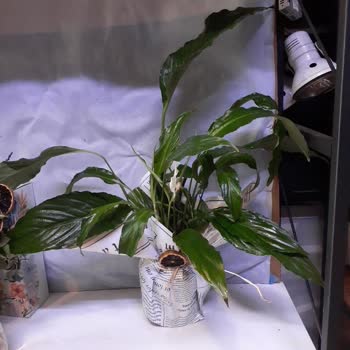 Çiçek Sepeti Sipariş Sürecinin Yönetilememesi