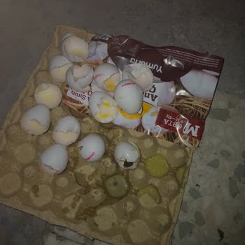 Anadolu Çiftliği Yumurta İçerisinden Hücre Çıktı