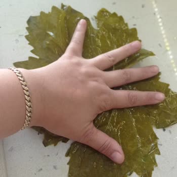 Mavi Bostan Şikayet Mavi Bostan Şikayet Var