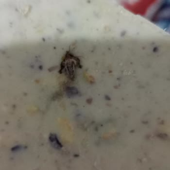 Ülker Çikolatada Böcek Çıktı