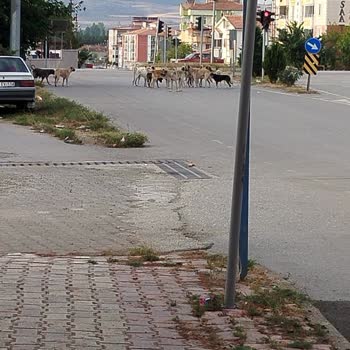 Tokat Zile Belediyesi Köpek Saldırısına Uğruyoruz