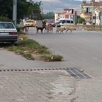 Tokat Zile Belediyesi Köpek Saldırısına Uğruyoruz