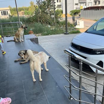 Kartepe Belediyesi Bitmek Bilmeyen Köpek Sorunu