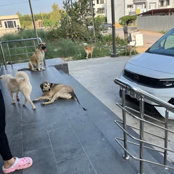 Kartepe Belediyesi Bitmek Bilmeyen Köpek Sorunu