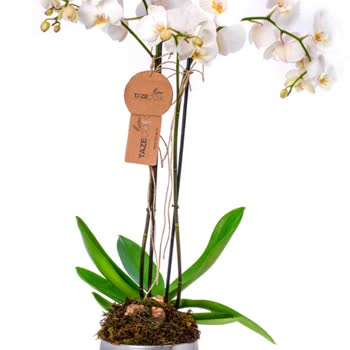 Taze Çiçek (tazecicek.com) Taze Çiçekten Sipariş Pişmanlığı