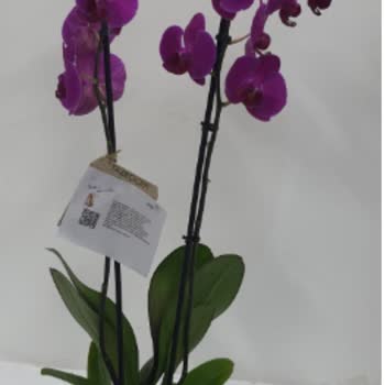 Taze Çiçek (tazecicek.com) Taze Çiçekten Sipariş Pişmanlığı