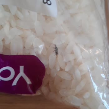 Yayla Bakliyat Yayla Osmancık Pirinç Böcek