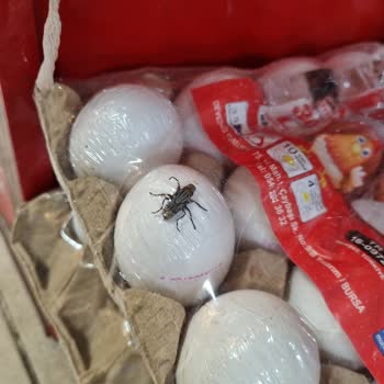 Uğur Market Ugur Market Böcekli Yumurtalar