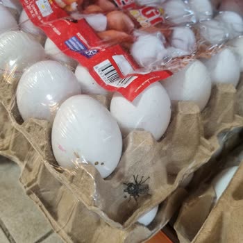 Uğur Market Ugur Market Böcekli Yumurtalar