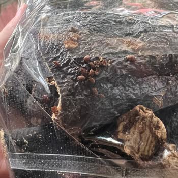 Migros Dünya Hayat Kuru Patlıcanlar Böceklendi