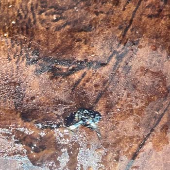 Bolu Muhtarın Yeri'nde Sinekli Pide