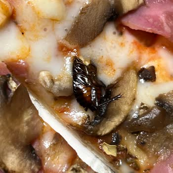 Harras Mantarlı Jambonlu Böcekli Pizza