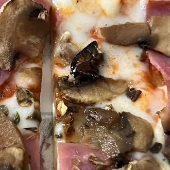 Harras Mantarlı Jambonlu Böcekli Pizza