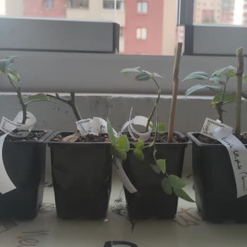 E-Fidancım'dan Gelen Güller Beklentileri Karşılamadı