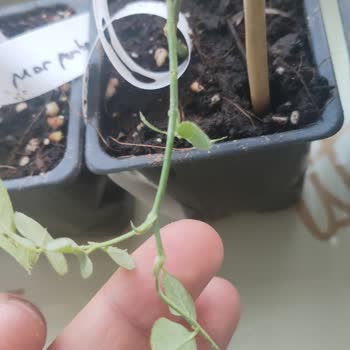 E-Fidancım'dan Gelen Güller Beklentileri Karşılamadı