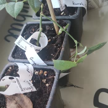 E-Fidancım'dan Gelen Güller Beklentileri Karşılamadı