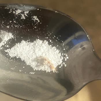 Hakmar Gıda Krem Şantinin İçinden Böcek Çıktı