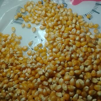 Şok Marketler Şok Marketten Aldığım Cin Mısırının İçerisi Canlı Böcek Dolu