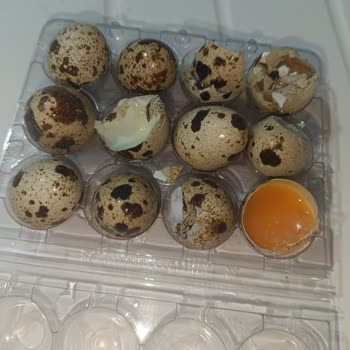 Güres Yumurta Bozuk Bıldırcın