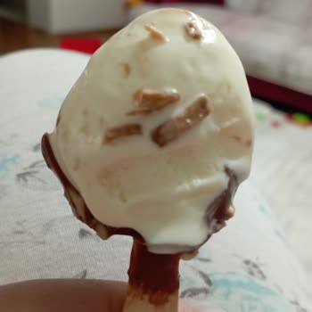 Golf Dondurma Dondurmadan Çıkan Tahta Parçaları