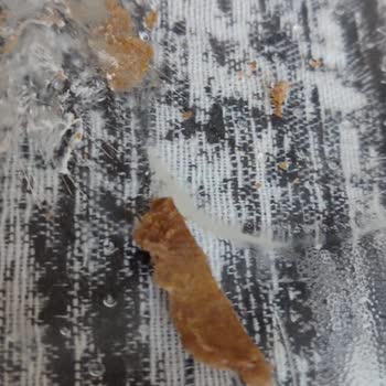 La Paste Sera 12 Kişilik Pastanın İçinden Fındık Ve Fıstık Yerine Karton Çıktı!