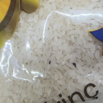 A101 Böcekli "ovadan Pirinç" Satıyor