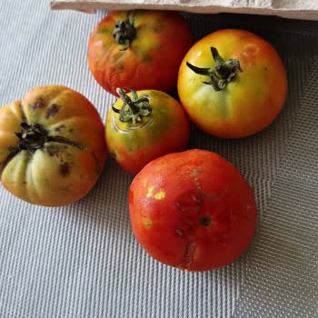 Tazedirekt Farklı Siparişler Aynı Sonuçlar