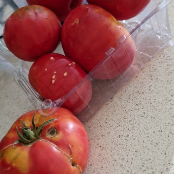 Tazedirekt Farklı Siparişler Aynı Sonuçlar