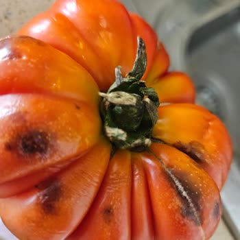 Tazedirekt Farklı Siparişler Aynı Sonuçlar