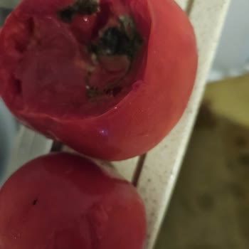 Tazedirekt Farklı Siparişler Aynı Sonuçlar