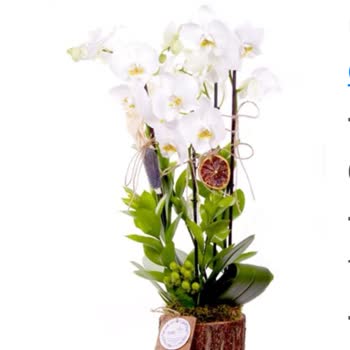 Taze Çiçek (tazecicek.com) Yanıltıcı Çiçek Siparişi Ve Yetersiz Müşteri Hizmeti