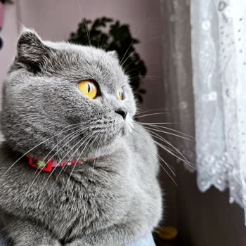 Ege Veteriner Kliniği (Düzce) Kısırlaştırma Sonrası Kedimiz Arka Ayakları Felçli Bir Şekilde Öldü.!