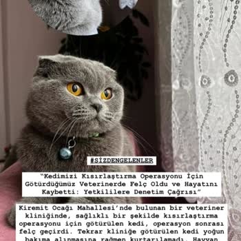 Ege Veteriner Kliniği (Düzce) Kısırlaştırma Sonrası Kedimiz Arka Ayakları Felçli Bir Şekilde Öldü.!