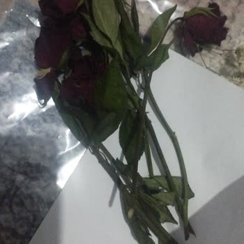 ÇiçekSepeti Güller Çok Küçük