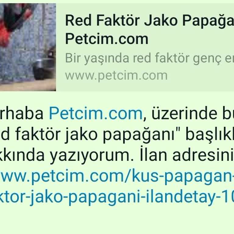 Petcim.comdan Satın Alınan Papağan