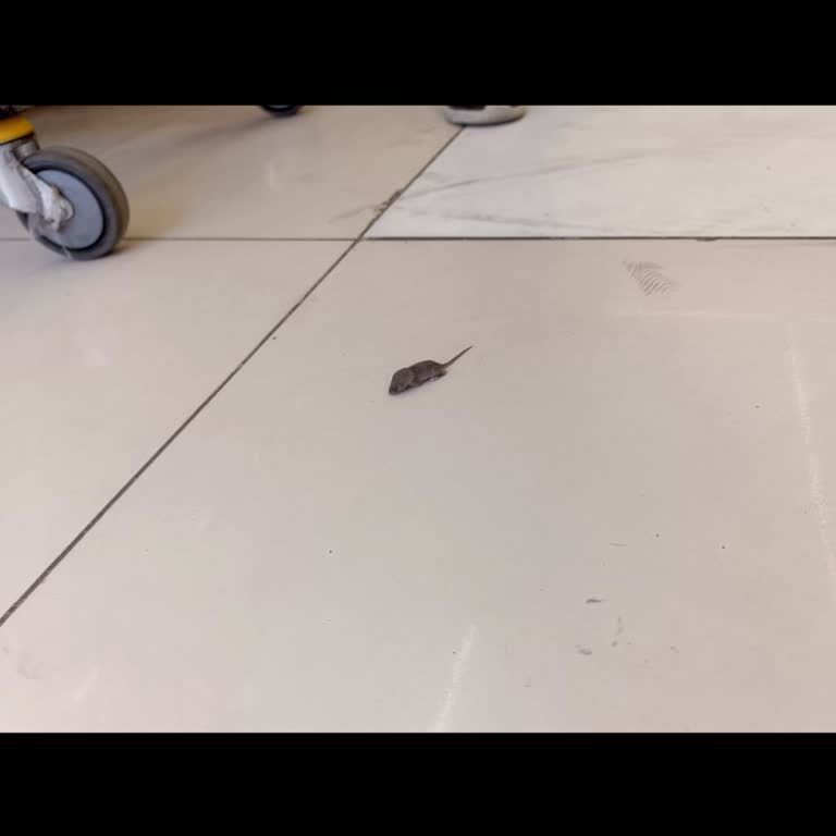 Sok Market Esenyurt Fare İstilası