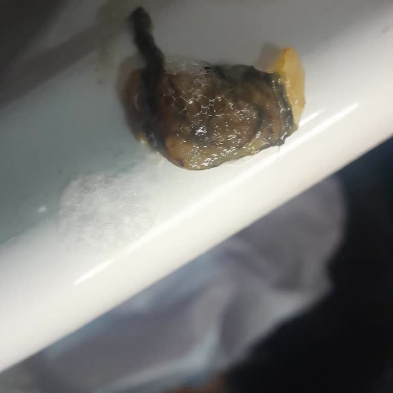 Frutti Uludağ Maden Suyundan Salyangoz Çıktı