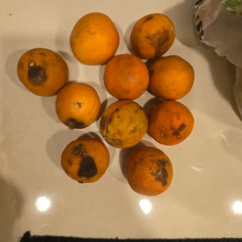 Migros Hemen Siparişimde Çürük Ve Böcekli Portakal Getirildi