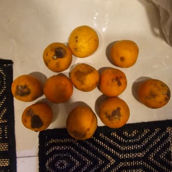 Migros Hemen Siparişimde Çürük Ve Böcekli Portakal Getirildi