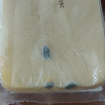 Yağmur Süt Zeytin Markalı Kaşar Peynirinde Küflenme Sorunu