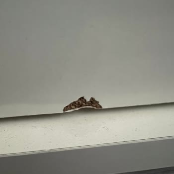 Ergül Mobilya Dolap Kapağı Değişimi Hakkında