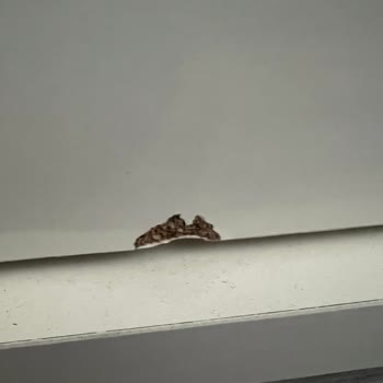 Ergül Mobilya Dolap Kapağı Değişimi Hakkında