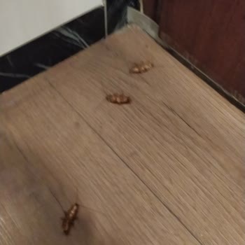 Swiss Inn Hotel Akdeniz Mersin Otelinde Hijyen Ve Teknik Sorunlar