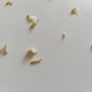 Şok Market Piyale Unda Kurtçuklar Var