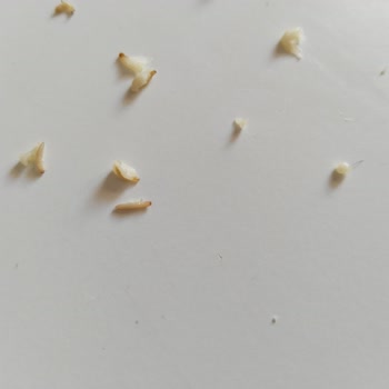 Şok Market Piyale Unda Kurtçuklar Var